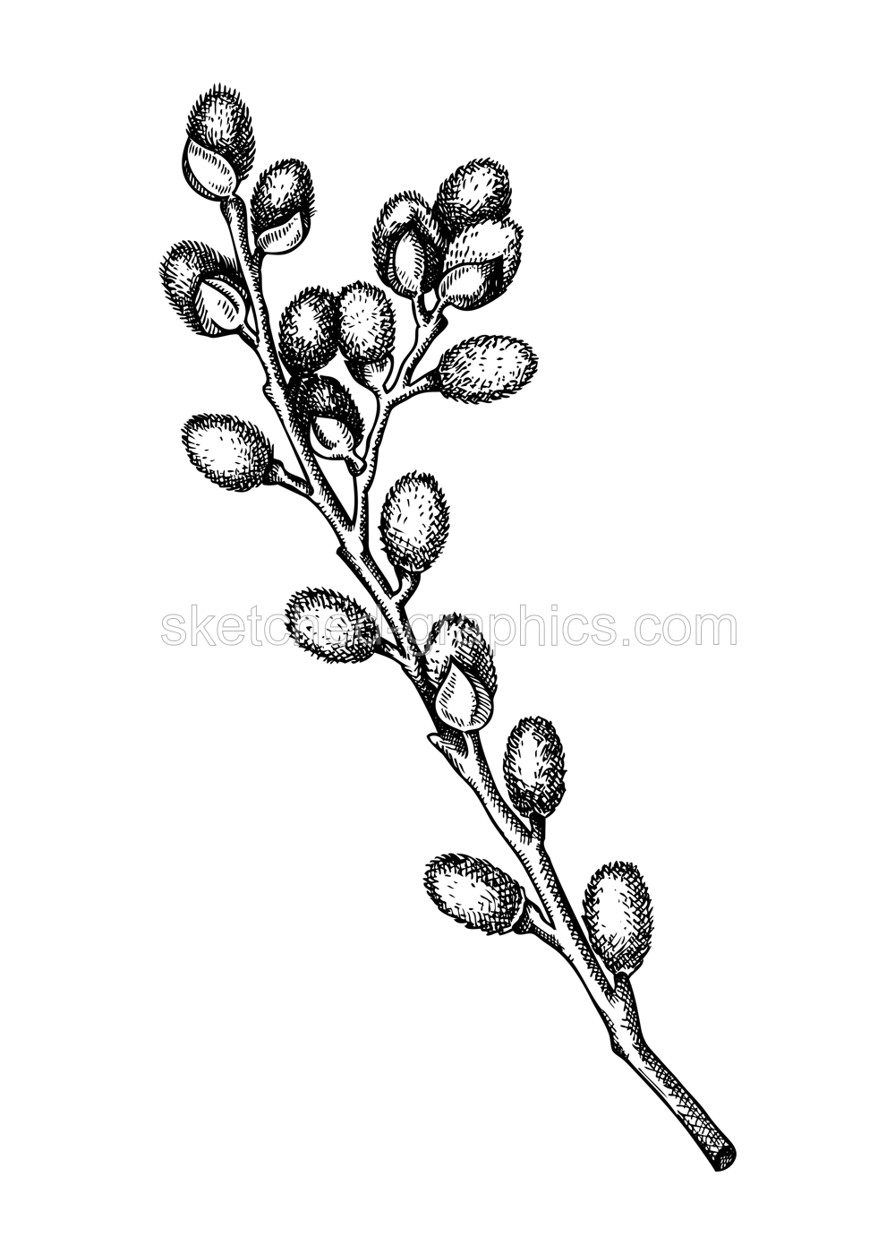 Willow blossom sketch in engraved style. Flowering branches with flowers and buds. White contoured floral drawing isolated on white background. Botanical vector illustration of spring tree.  Illustration